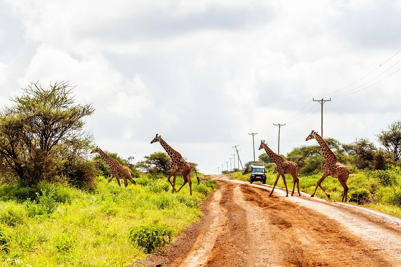 africavacationsafaris-amboseli-4744085_1280
