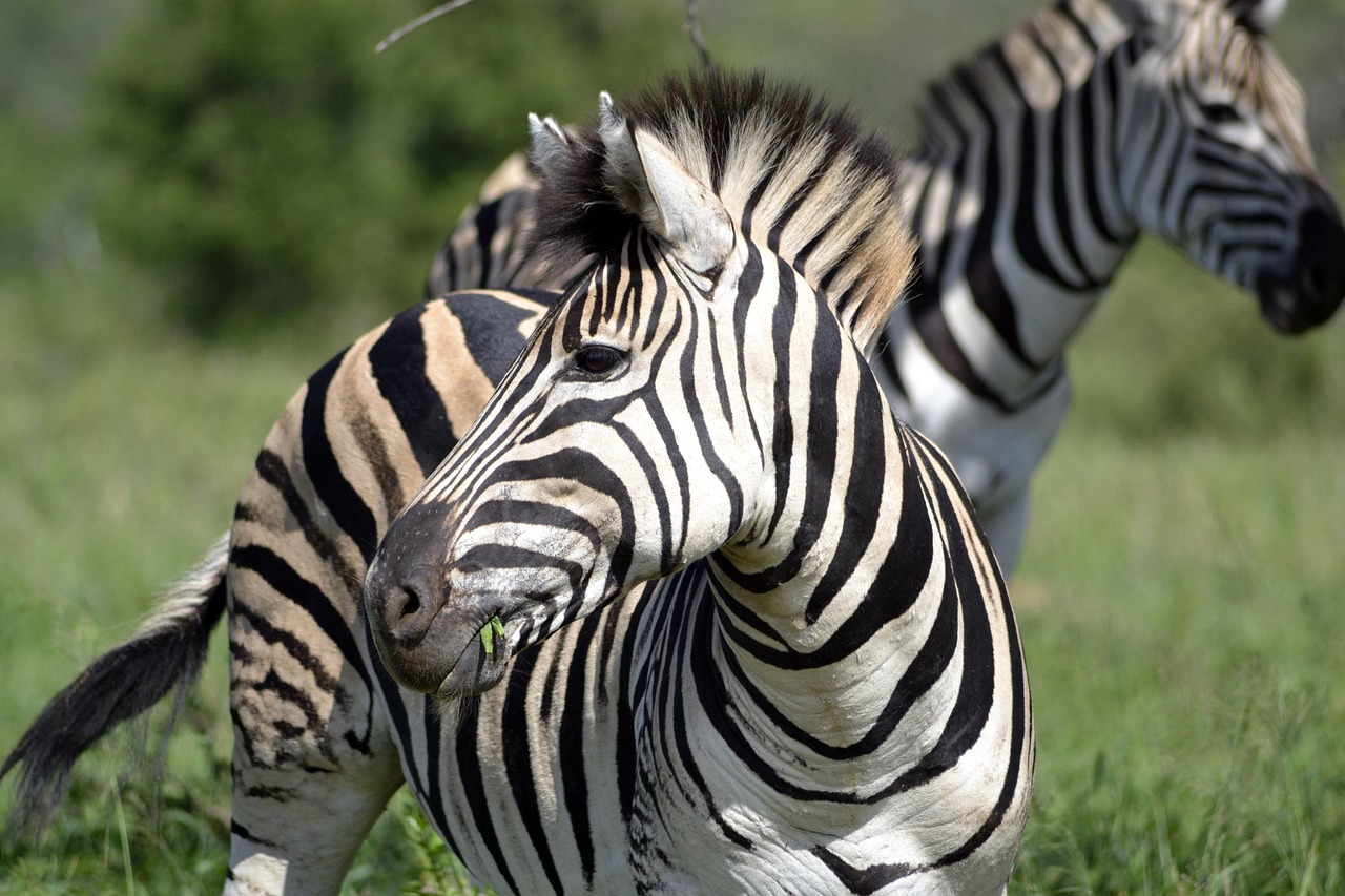 chadrobin-zebra-4097019_1280