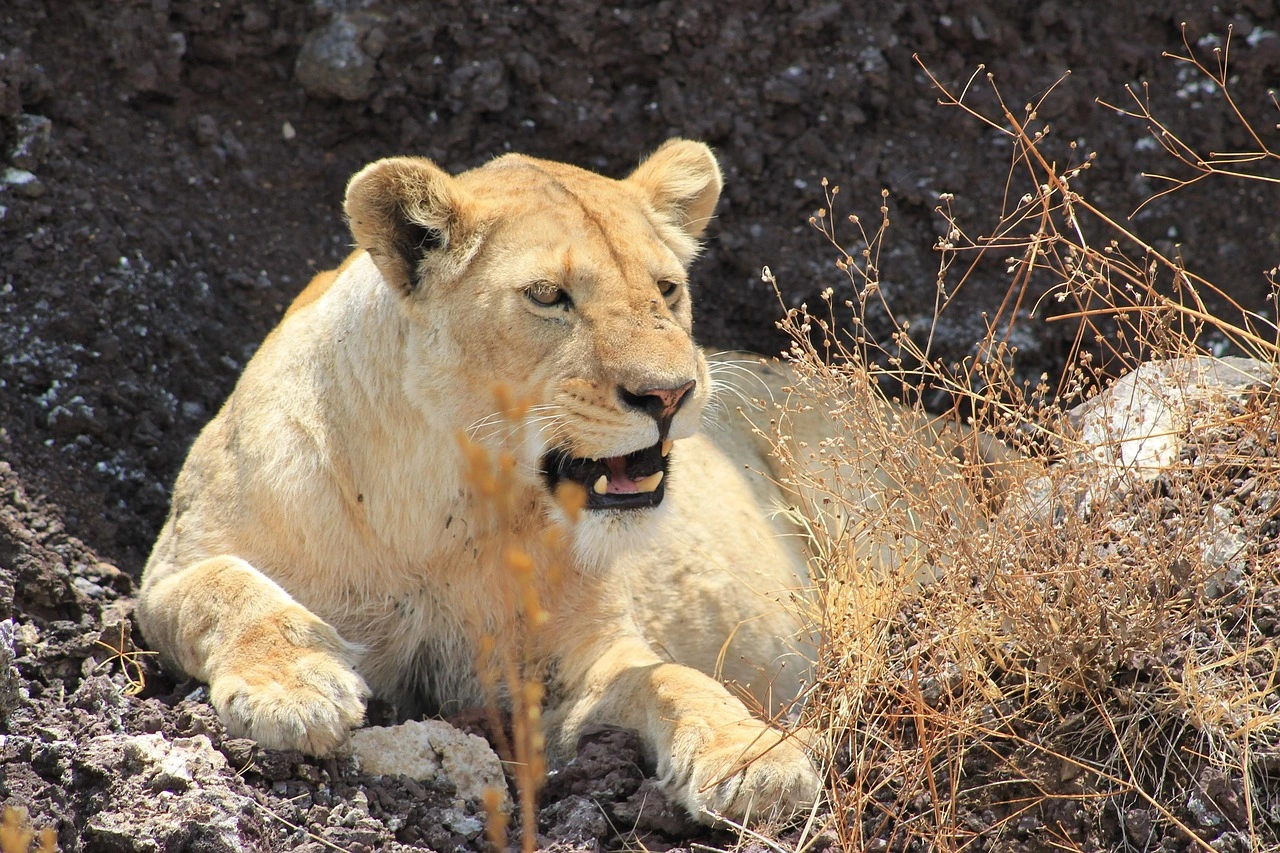 gordon9855-lion-5325069_1280